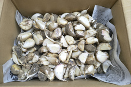 訳ありにんにくバラ　1600ｇ　手間ひまかけた愛着のあるにんにくです