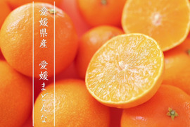 【お買い得】訳あり愛媛まどんな２ｋｇ 農薬不使用 自然栽培 愛媛県産