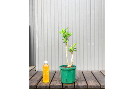 オリーブ 鉢植え オークラン｜育てやすい シンボルツリー・盆栽にも最適　16