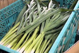 【今だけの旬】露地栽培の濃厚な香り！葉ニンニク｜2kg