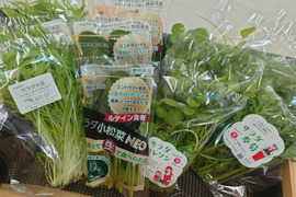 【4種類セット★生で食べるサラダ野菜】サラダ小松菜NEO（機能性表示食品）・サラダ春菊・サラダクレソン・サラダ水菜を各3袋ずつセットにしました！！
