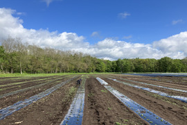 訳アリ🉐【北海道産】農薬･化学肥料･除草剤不使用‼️濃厚で美味🌟希少品種『鶴の子大豆』‼️400g✉メール便