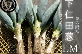 殿様も愛した「下仁田葱」LMサイズ12本