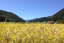 【令和7年産 新米】もち米　養父市産　蛇紋岩栽培「マンゲツモチ」白米10ｋｇ　 数量限定