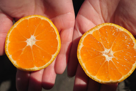 長崎県産訳あり伊木力系温州みかん5Kg