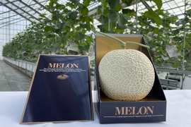 【一株一果のこだわりメロン】【秀品】【贈答用】アールスメロン（３Ｌ以上×２玉）　青肉・赤肉のセット　３．５㎏以上