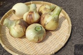 七宝の通販｜玉ねぎ｜食べチョク｜産地直送(産直)お取り寄せ通販