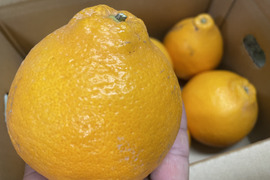 【お買い🉐】はるみみかん4.6kg+はるか2.3kg少々キズあり大小まざり