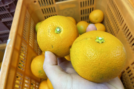 ポン酢に最適！！中山農園の橙「加工用」 1.5kg