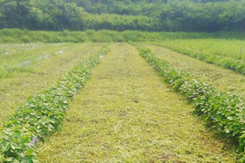 吉原ファームのわがままセット