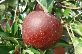 信州あづみ野から　「秋映（あきばえ）」家庭用　約５ｋｇ（10月）
