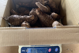 農薬不使用　残りわずか　里いも　１.6キログラム