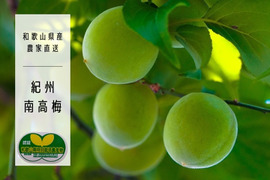 和歌山県の南高梅で産地直送の商品｜4ページ目｜食べチョク