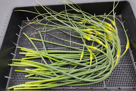 ✨希少！国産ニンニクの芽　約1kg✨採れたて直送｜やわらかく甘い春のごちそう🥬農薬・化成肥料不使用✨