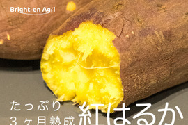 【訳あり品】べにはるか　5kg　さつまいも　貯蔵期間３カ月　熟成　規格外
