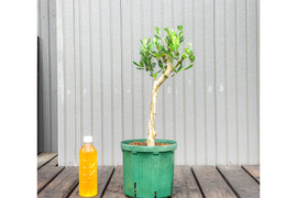オリーブ 鉢植え タジャスカ｜育てやすい シンボルツリー・盆栽にも最適　7
