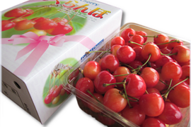 【 🍒新春大特価予約🍒 】【 50箱限定 】【 さくらんぼ:佐藤錦 】山形県天童産  500ｇ   【 肉厚果肉がジューシー 】【 大好評口コミ多数！！🍒 】訳あり【 朝どれ 】