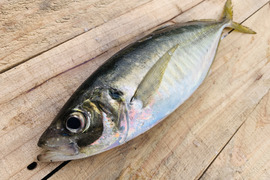 マアジ１ｋｇボックス100~200g/尾【５月～期間限定・水揚げ無くなり次第終了】※下処理なし≪エコ包装≫