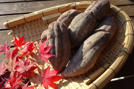 甘～いさつまいも　キングサイズ紅はるか🍠　約６㎏