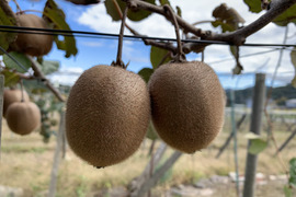 農薬不使用キウイフルーツLサイズ　16個 (約1.9kg)