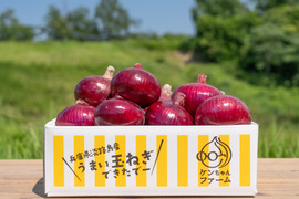 期間限定！淡路島赤たまねぎ　１０kg