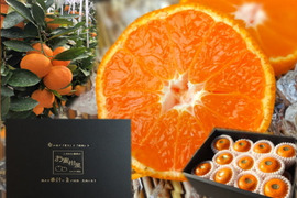 【夏ギフト】【お中元】とろける甘さのハウスみかん！薄皮で果汁たっぷり！冷やしてやみつき！ネットで話題のブランドみかん「蜜ツ星（みつぼし）」　黒化粧箱(大)　Мサイズ　秀品　２１玉入　【商品番号08】