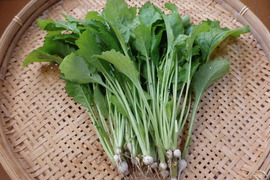 【自然栽培】金町小カブ間引き菜