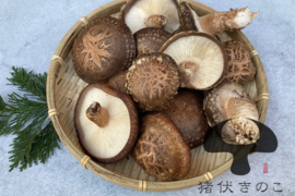 お手頃サイズ約900g 原木栽培 生しいたけ 原木椎茸