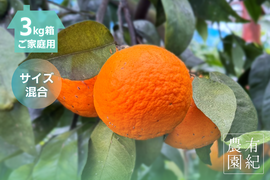 しっかり甘いのにさっぱり🍊ご家庭用 南津海【サイズ混合・3kg箱】