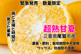 【超熟甘夏 – 雨と太陽と時間が育てた果実】尾鷲甘夏お試し2kg