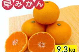秋が旬！『早みかん』【9.3kg】