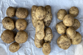 【農薬不使用】新じゃが三種・きたあかり・メークイン・男爵（各1Kg, 計3Kg）