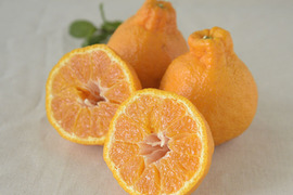 【先着5名様限定】伊藤農園 認定農家さんの完熟 木成り 特選不知火(デコポン同品種) 大玉12個入【2月中旬より発送予定】322-kmd12