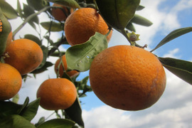 瀬戸内よりお届け！いまが旬の温州みかん（南柑20号）10㎏詰合せ【約60～80個・サイズ混合】