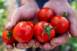 濃い旨味！北海道壮瞥町産中玉トマト　ラビットゴッホ約4.7kg