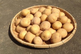 【白土馬鈴薯】じゃがいも (男爵)約5㎏