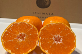 【完熟有田みかん】10キロLサイズ　ギフトにも！　温州みかん　宮川早生　早生みかん　低農薬　【冬ギフト】