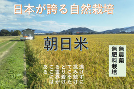 23年度産　自然栽培歴20年以上　お米（おいしい玄米5ｋｇ）昔の品種：朝日米　自家採取