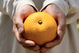 【大人の味わい】八朔『さっぱりとした甘みとほろ苦さ』家庭用 2kg