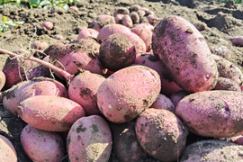 食べ比べ！じゃがいも　0.5kg×4種【農薬・化学肥料不使用】