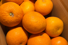 【木成り八朔】箱込み5キロ訳あり　※皮むき器つき　さつき八朔　はっさく