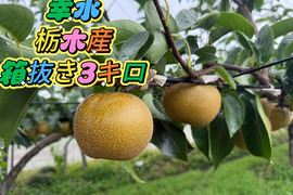 幸水　栃木産　３キロ箱抜き