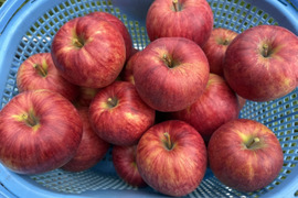 完熟もぎたて🍎　サンつがる🍎