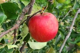 【初物】長野県 信州安曇野産 夏りんご サンつがる 3kg(9～12玉) 自家用 訳あり品 "シャキッとジューシー" ジュースやスムージーにも最適
