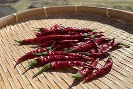 ぴりっと辛い◎山のトウガラシ10g×4袋◎農薬・化学肥料不使用