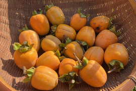 【干し柿用枝付き西条柿】農薬・肥料不使用、自然栽培の渋柿。自然な甘さの西条柿。干し柿に。完熟でそのまま食べても美味。大小不揃い。約１．７キロ（枝付き・干し柿専用紐付き）