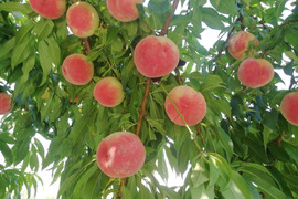 白鳳　【夏ギフト】　贈答用　7月下旬から8月上旬発送の早生品種　　2.8キロ前後　10から12個入り