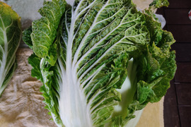 ✨農薬・化成肥料不使用の新鮮白菜「魂の白菜」特大サイズ×1玉+下仁田ネギ+旬のお野菜✨