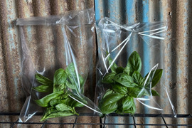 【新鮮！】農薬不使用、化学肥料不使用 バジル 100g【冬ギフト】