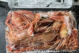 北海道産冷凍シマエビ中サイズ